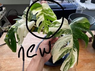 (Category: ) located in . Submitted by snoopp77 (Listing ID 1069196041, Image 1). Description: .