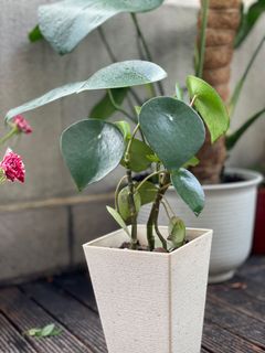 （分類：）位於 。 由 torplants 提交（商品編號 1086323849，圖片 1）。簡介： 。