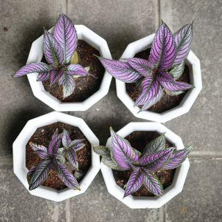 Persian Shield for Mother's Day (potted and fertilized; actual photo)