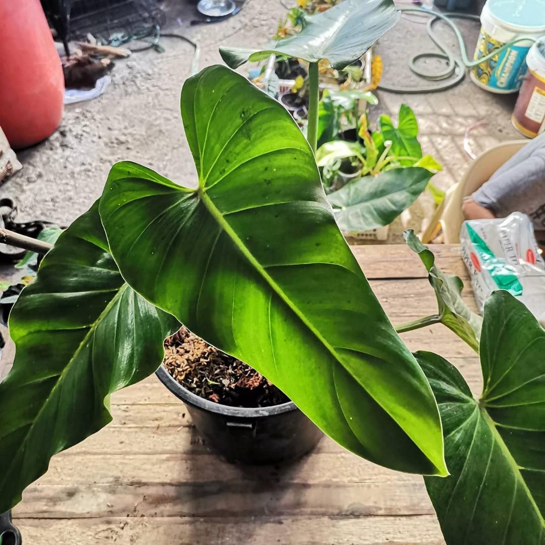 Philodendron Sagittifolium Mature Form Furniture Home Living Gardening Plants Seeds On Carousell