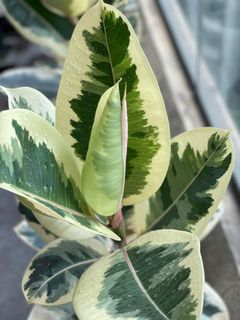 （分類：）位於 。 由 torplants 提交（商品編號 1086319931，圖片 1）。簡介： 。