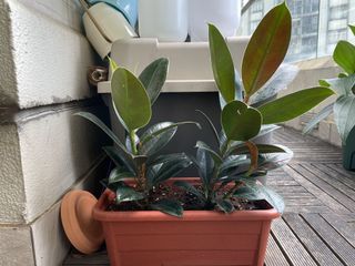 （分類：）位於 。 由 torplants 提交（商品編號 1086327223，圖片 1）。簡介： 。
