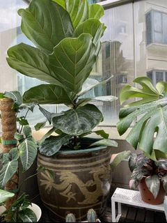 （分類：）位於 。 由 torplants 提交（商品編號 1086539515，圖片 1）。簡介： 。