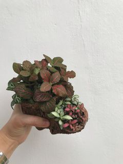 (Category: ) located in . Submitted by worldtreeplants (Listing ID 1086555112, Image 1). Description: .