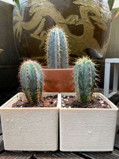 （分類：）位於 。 由 torplants 提交（商品編號 1086321762，圖片 1）。簡介： 。