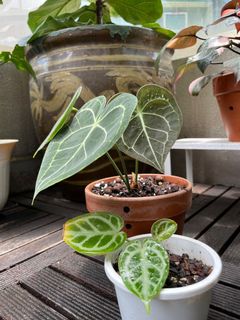 （分類：）位於 。 由 torplants 提交（商品編號 1086543808，圖片 1）。簡介： 。