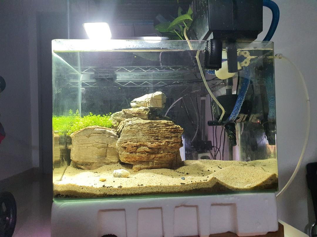 Aquascape Desert Hill Hm Carpet 1 5ft Aquarium Home Furniture Home Decor On Carousell