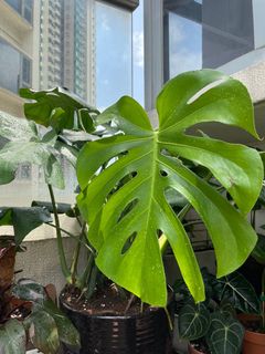 （分類：）位於 。 由 torplants 提交（商品編號 1086541344，圖片 1）。簡介： 。