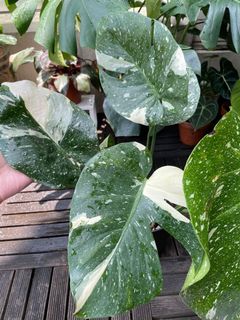 （分類：）位於 。 由 torplants 提交（商品編號 1086546726，圖片 1）。簡介： 。