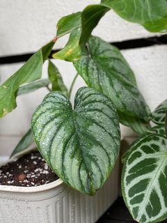 （分類：）位於 。 由 torplants 提交（商品編號 1086545460，圖片 1）。簡介： 。