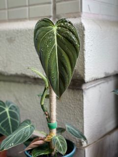 （分類：）位於 。 由 torplants 提交（商品編號 1086542671，圖片 1）。簡介： 。