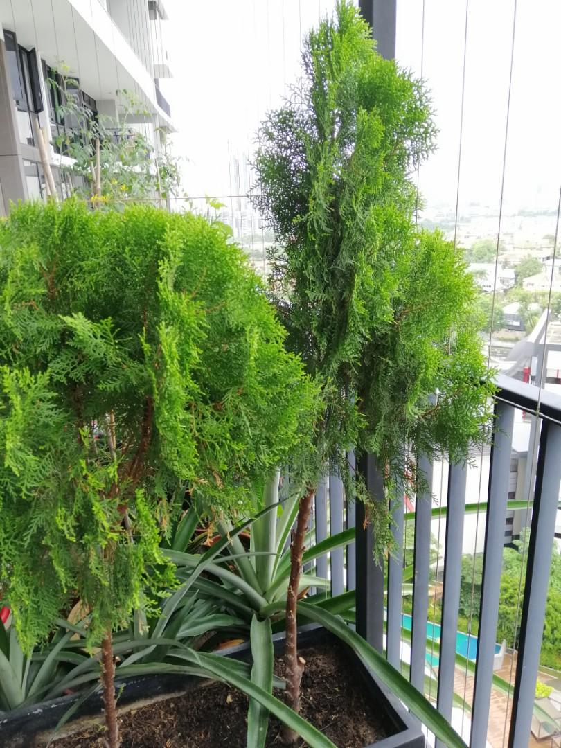 Plant, Furniture & Home Living, Gardening, Plants & Seeds on Carousell