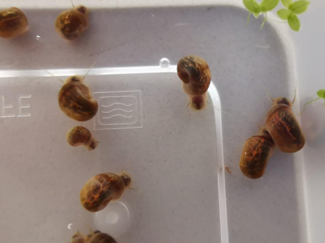 Ramshorn Snail S Size Leapord Spot Mix Special Shell Design Aquarium Algae Cleaner Pet Supplies Pet Accessories On Carousell
