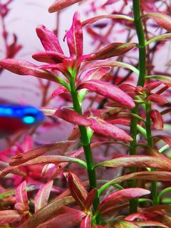 (Category: ) located in . Submitted by collectoraquatics (Listing ID 1086576031, Image 1). Description: .