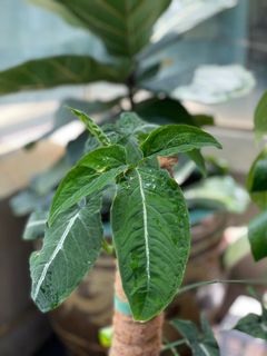 （分類：）位於 。 由 torplants 提交（商品編號 1086547185，圖片 1）。簡介： 。