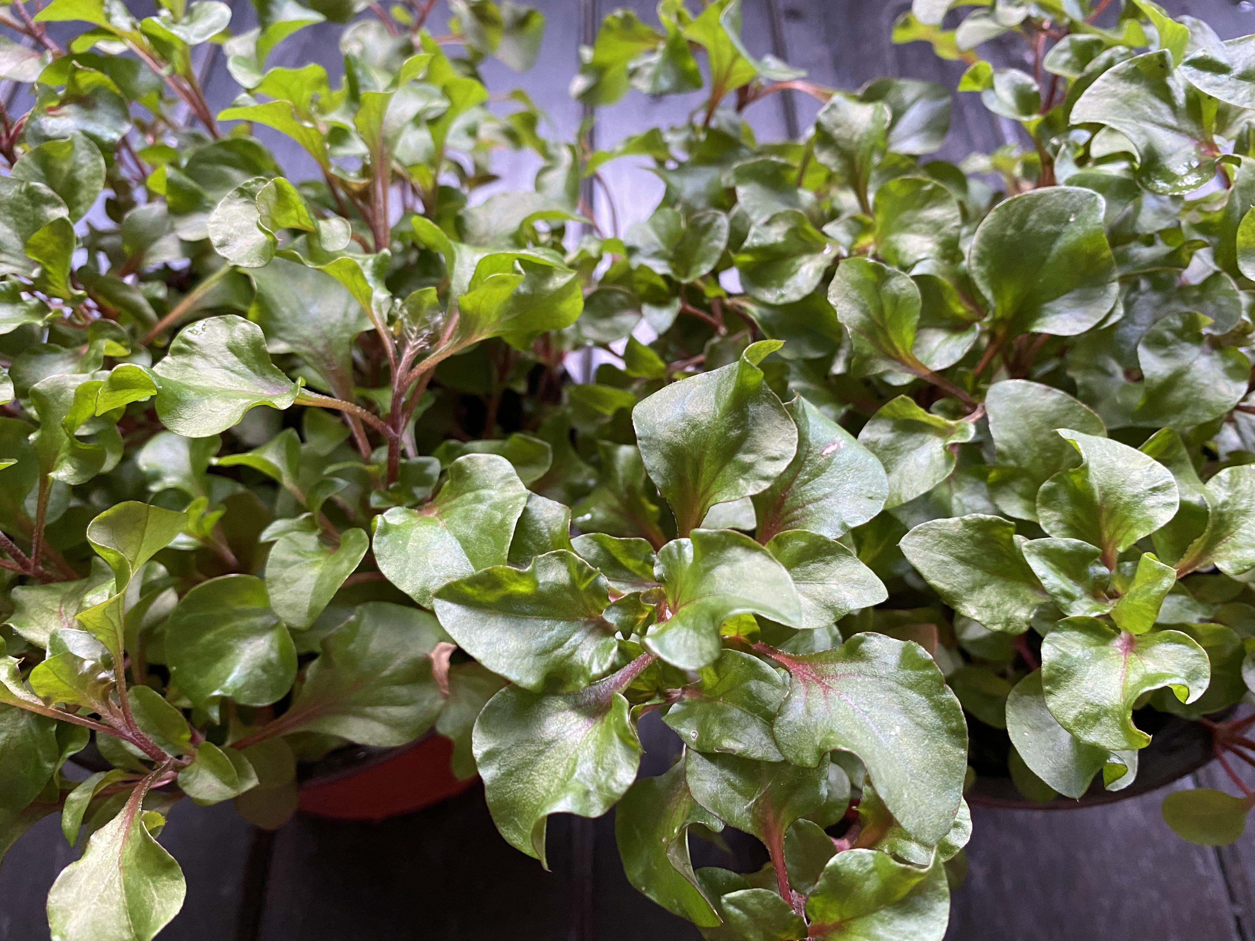 Thai watercress plant, Furniture & Home Living, Gardening, Plants