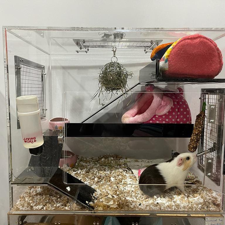Acrylic guinea sales pig cage