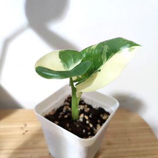 （分類：）位於 。 由 kinpaph 提交（商品編號 1091441639，圖片 1）。簡介： 。