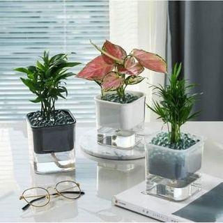 Automatic water pot dispenser plant holder vase