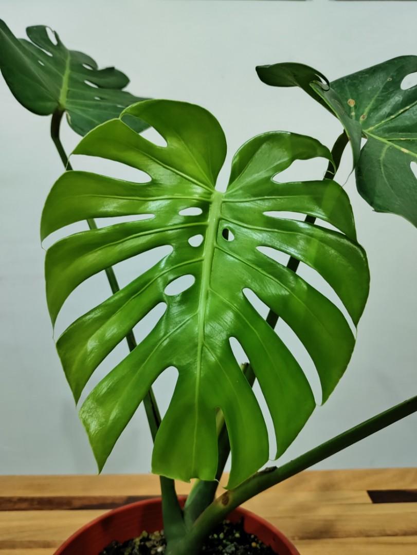 Monstera Deliciosa Var. Compacta, Furniture & Home Living, Gardening ...