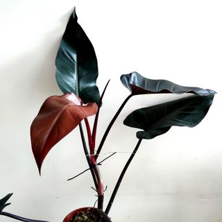 （分類：）位於 。 由 kinpaph 提交（商品編號 1091440645，圖片 1）。簡介： 。