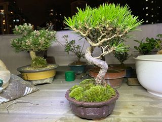 （分類：）位於 。 由 frankiewin007 提交（商品編號 1093440587，圖片 1）。簡介： 。