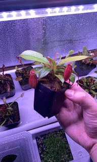 （分類：）位於 。 由 plant_stranger_pokemon 提交（商品編號 1093368011，圖片 1）。簡介： 。