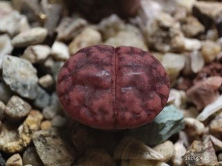 （分類：）位於 。 由 qookids 提交（商品編號 1093322379，圖片 1）。簡介： 。