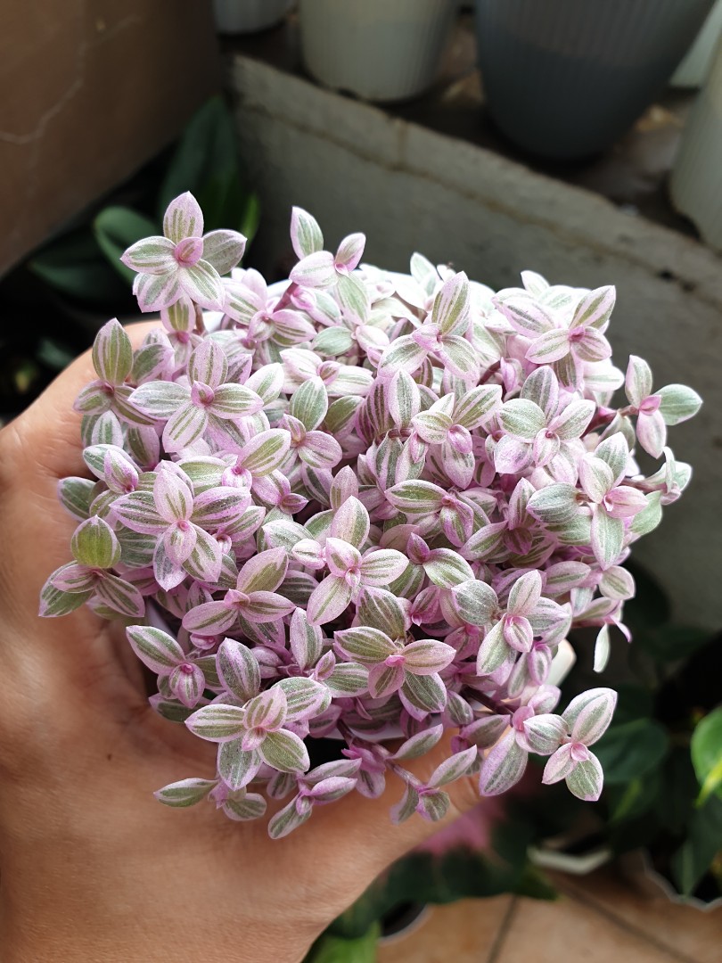 Callisia Rosato Holland Or Pink Lady Furniture Home Living Gardening Plants Seeds On Carousell