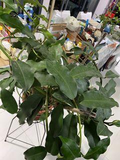 Large Hoya Imperialis Palawan