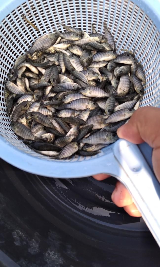 Tilapia and Hito Fingerling Available, Pet Supplies, Homes & Other Pet
