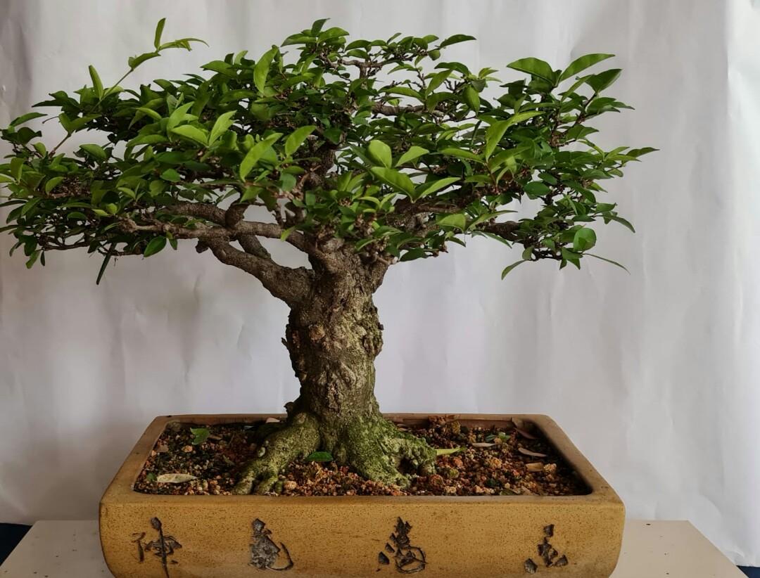 水梅 中品 盆栽 Shuimei Water Jasmine Medium Potted Plants Bonsai Furniture Home Living Gardening Plants Seeds On Carousell