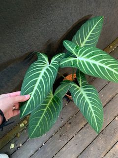 (Category: ) located in . Submitted by prettycommonplants (Listing ID 1093474309, Image 1). Description: .