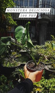 (Category: ) located in . Submitted by okbloomerph (Listing ID 1093548303, Image 1). Description: .