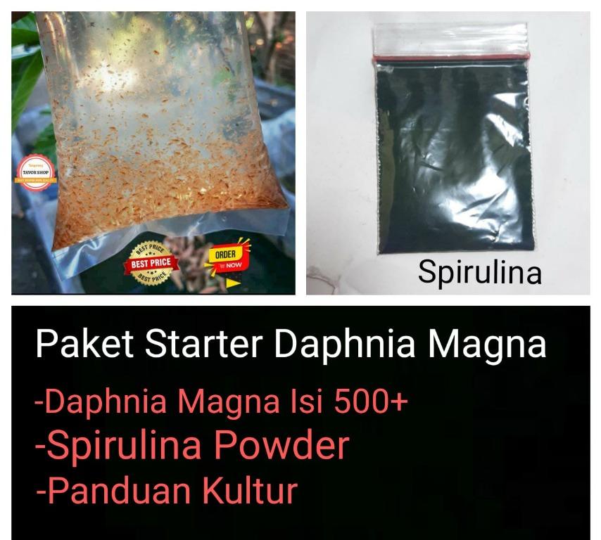 Paket Kultur Kutu Air Daphnia Magna Perlengkapan Hewan Makanan Hewan Di Carousell