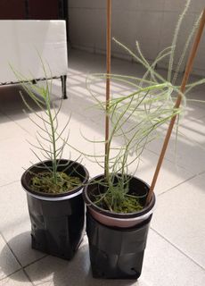 (Category: ) located in . Submitted by patchpeeves (Listing ID 1093546198, Image 1). Description: .