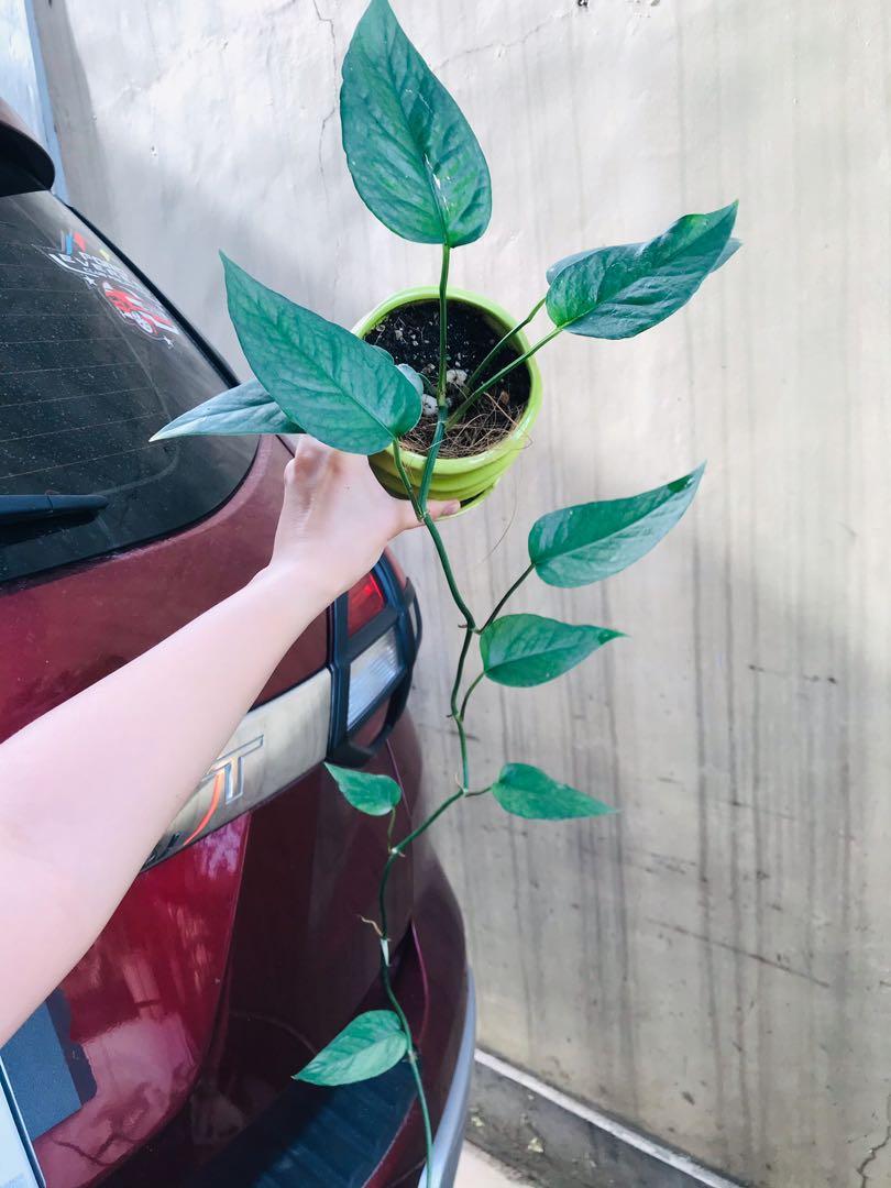 Trailing Lush cebu blue pothos in ceramic pot (Category: Plants & Seeds) located in Paranaque City. Submitted by FLess.ph (Listing ID 1093663869, Image 1). Description: Well established and well rooted potted in well draining and healthy soil mix.