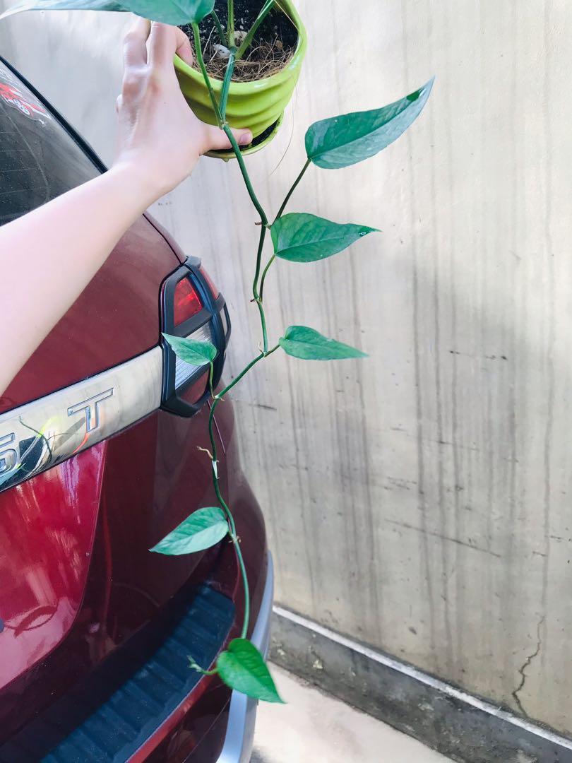 Trailing Lush cebu blue pothos in ceramic pot (Category: Plants & Seeds) located in Paranaque City. Submitted by FLess.ph (Listing ID 1093663869, Image 2). Description: Well established and well rooted potted in well draining and healthy soil mix.