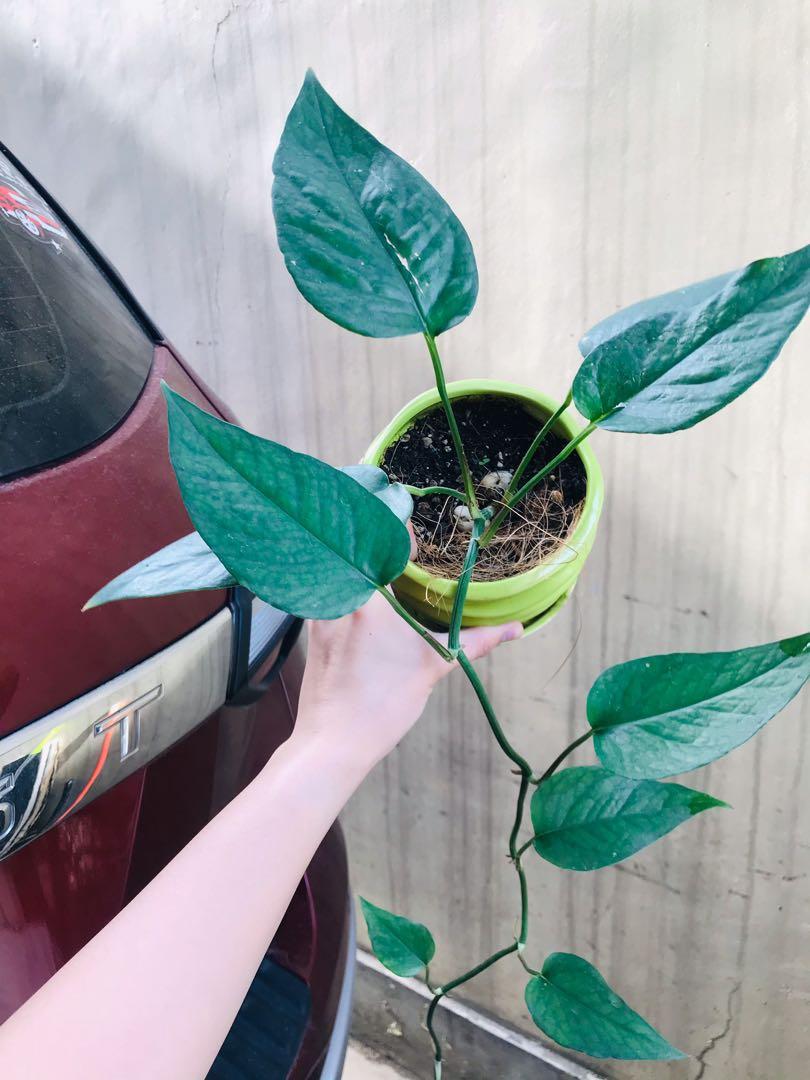 Trailing Lush cebu blue pothos in ceramic pot (Category: Plants & Seeds) located in Paranaque City. Submitted by FLess.ph (Listing ID 1093663869, Image 3). Description: Well established and well rooted potted in well draining and healthy soil mix.