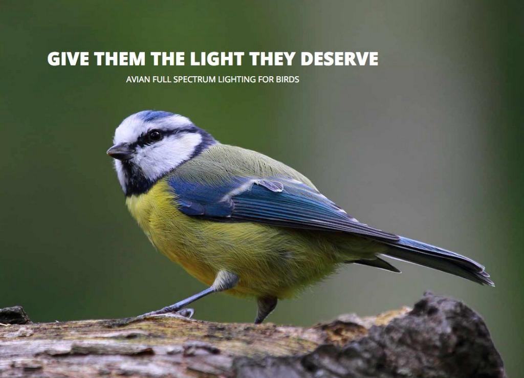 Full spectrum outlet light for birds