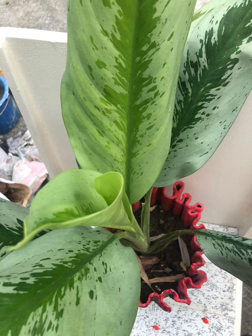 Aglaonema Silver Bay Furniture Home Living Gardening Plants Seeds On Carousell