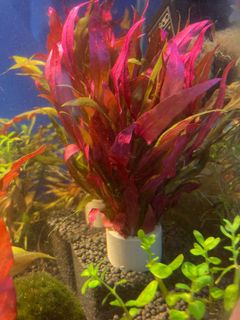 (Category: ) located in . Submitted by summershine (Listing ID 1092050736, Image 1). Description: .