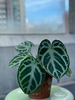 （分類：）位於 。 由 torplants 提交（商品編號 1086544735，圖片 1）。簡介： 。