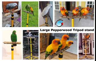 (Category: ) located in . Submitted by parrotdisesg (Listing ID 1093736714, Image 1). Description: .