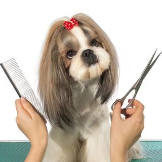 (Category: ) located in . Submitted by bellpaw (Listing ID 1075804058, Image 1). Description: .
