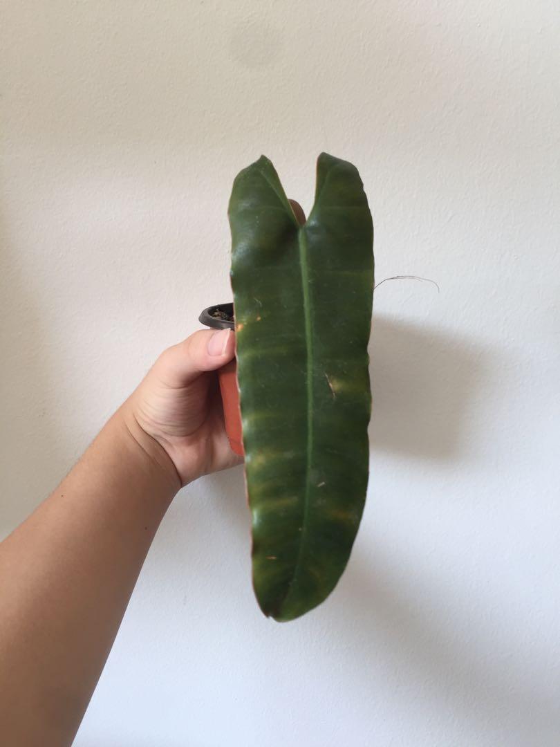 Philodendron billietiae dark form, Furniture & Home Living, Gardening