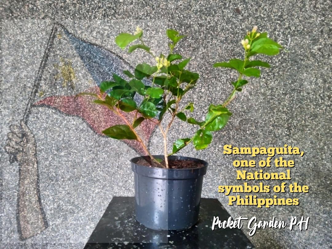 Sampaguita Plant National Flower Furniture And Home Living Gardening Plants And Seeds On Carousell 5586