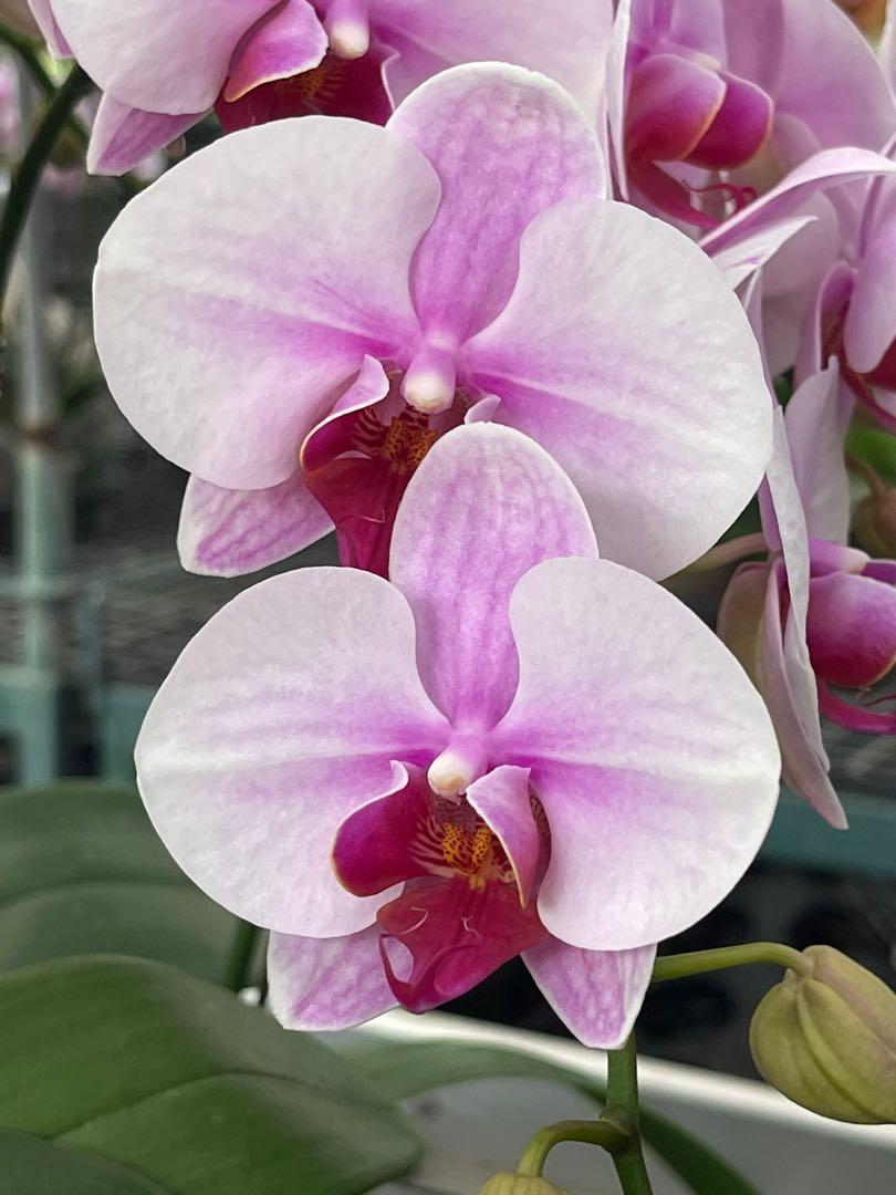 Super Beautiful Hybrids Of The Phalaenopsis Orchid For Sale Furniture Home Living Gardening Plants Seeds On Carousell