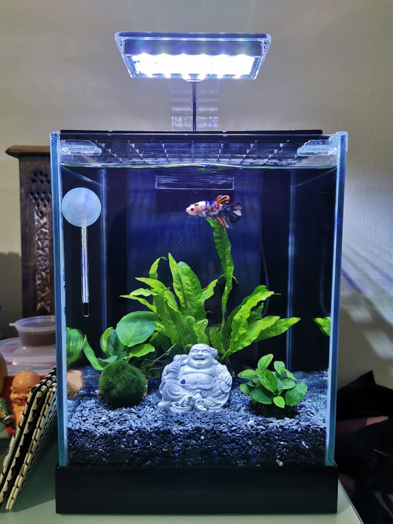 10l fish tank on sale