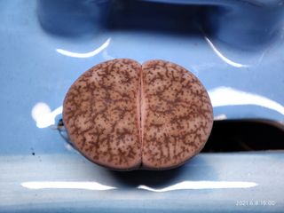 （分類：）位於 。 由 qookids 提交（商品編號 1094127918，圖片 1）。簡介： 。